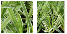 Green &amp; White Variegated Cat Grass Plant - 3&quot; Pot - B3 - $49.99