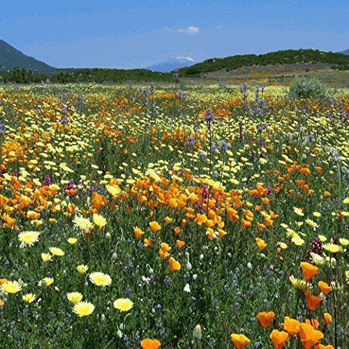 Primary image for 12000 seeds - Midwest Wildflower Mix