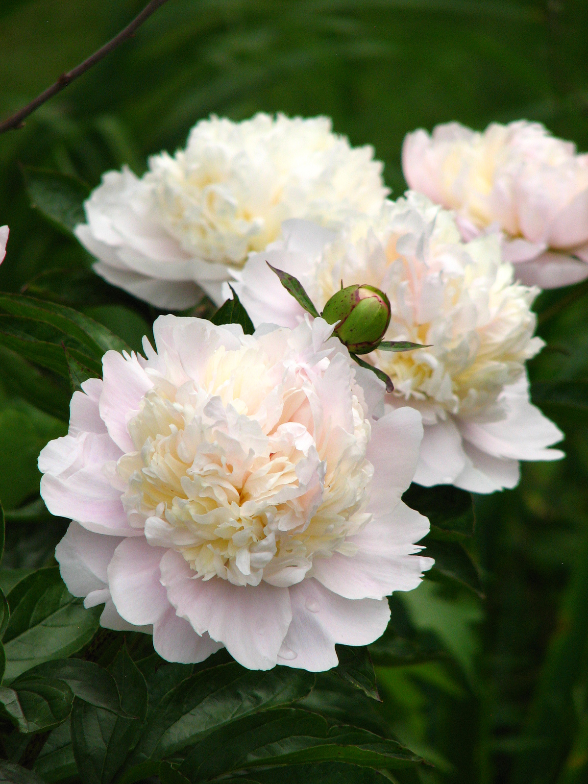 Chinese Peony Mixed 4 Types Fully White Double Petals Flowers 5 Seeds ...