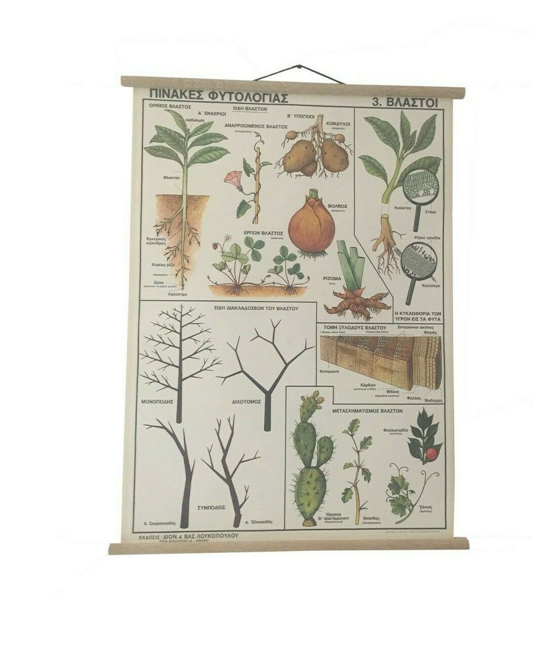 Home Decor. Seeds Botanical school chart Spreading the fruit and seeds of animals Vintage School chart Botanical School Science