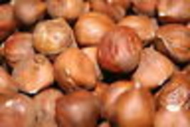 Hazelnuts (Filberts) Raw Unsalted, 3LBS - $40.44