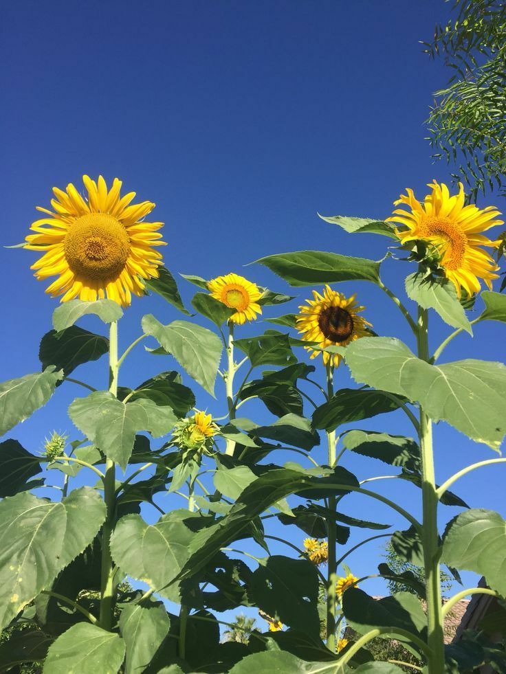 skyscraper sunflower skyscraper sunflower