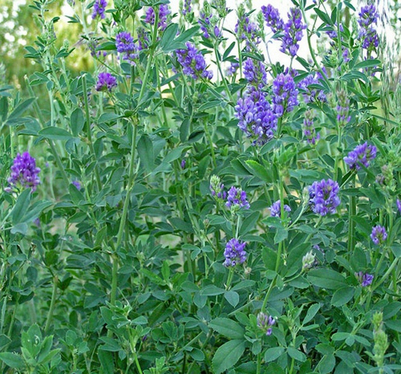 Alfalfa Vernal(Medicago sativa )500 Seeds Other Plants, Seeds & Bulbs