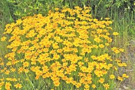 300 Seeds Oregon Sunshine Wooley Sunflower Native Wildflower Drought Poor Soils - $16.50