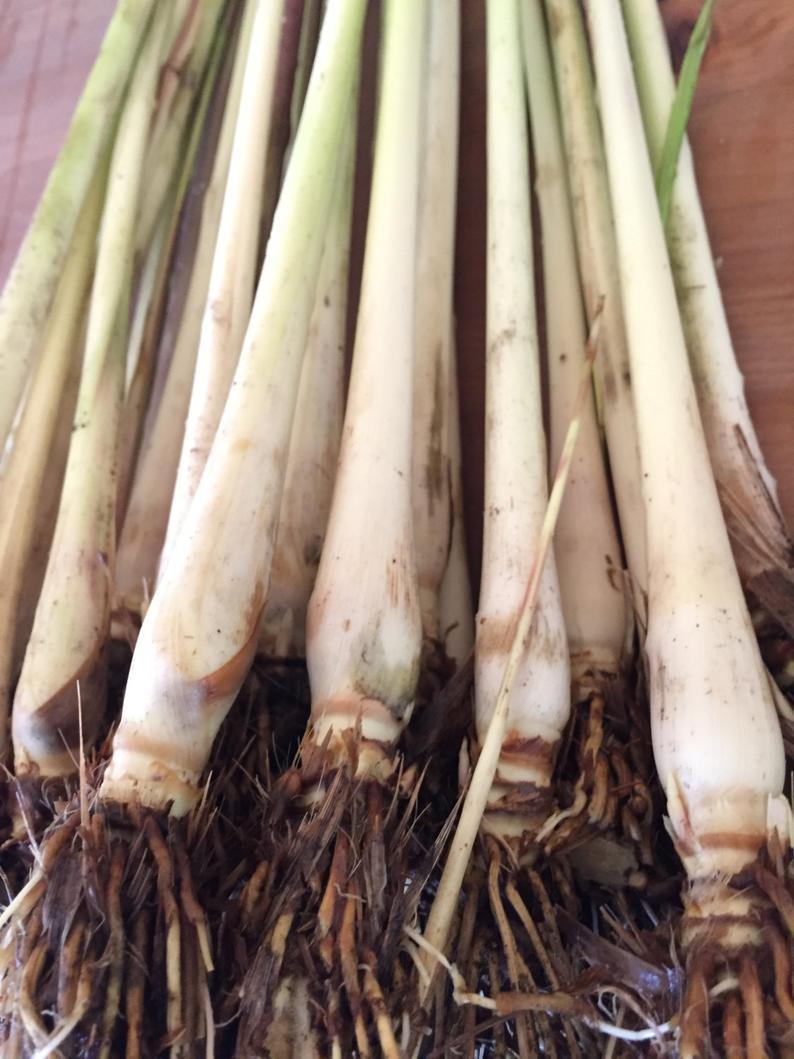 Lemongrass 12 Live, Healthy, Rooted Lemon Grass Stalks Cymbopogon ...