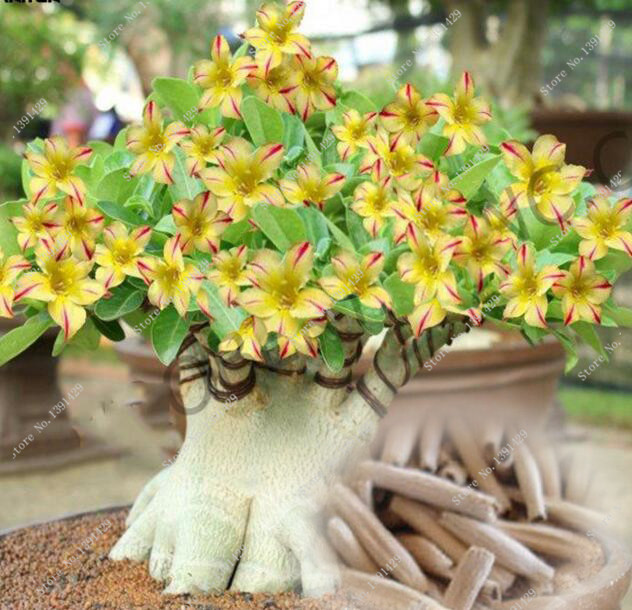 2 Rare 'Swaziland Princess' Sabi Star Gemini Desert Rose Yellow Adenium bonsai
