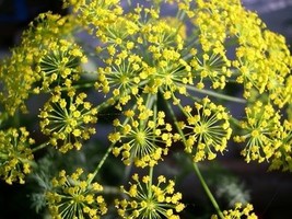 Bouquet dill seeds 500 seeds non gmo1 thumb200
