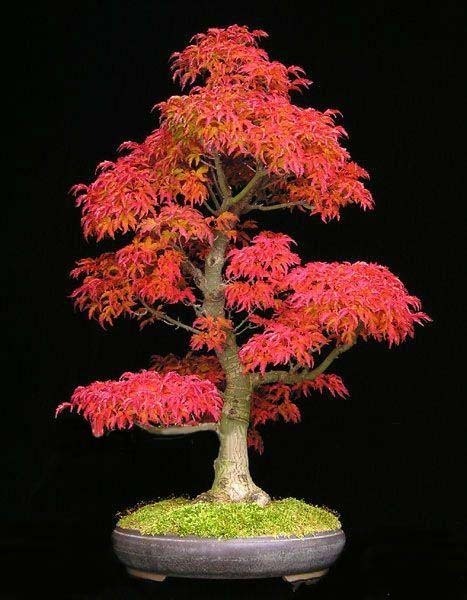 miniature japanese maple bonsai