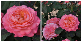 REMINISCE  Coral Rose - Outdoor Living - Gardening - 4" Pot - C2 - $57.99