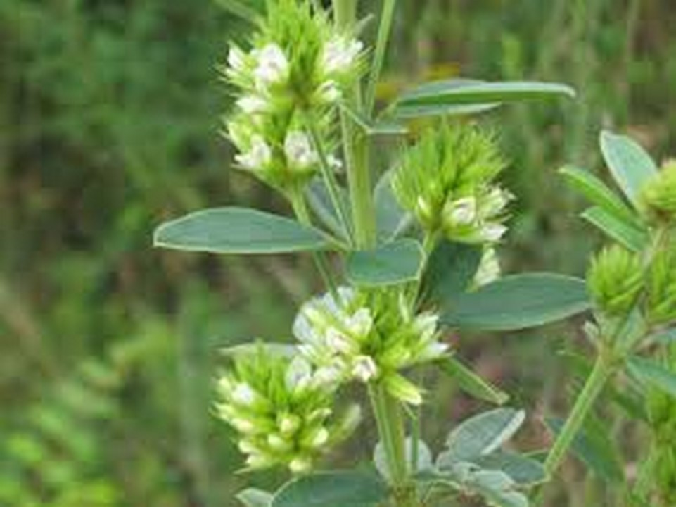 Clover- Round Headed Bush- (Lespedeza Capitata) - 50 Seeds - Seeds