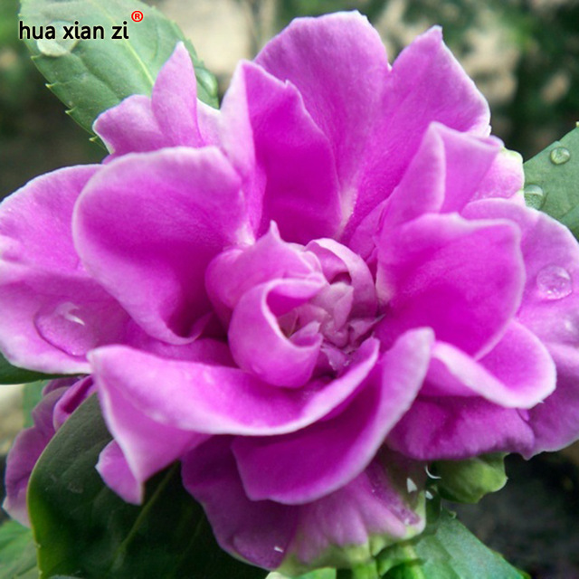 20 Pcs Purple Camellia Garden Balsam Seeds, HZ Decorative