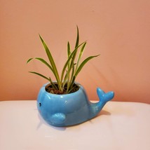 Blue Whale Planter with Live Spider Plant, Houseplant in Ceramic Plant Pot image 5