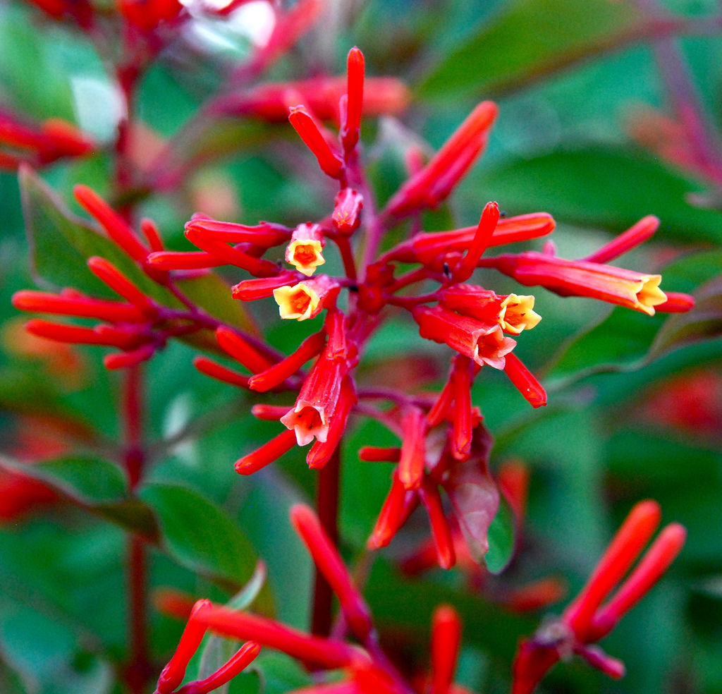 Firebush Hamelia Patens hummingbird bush attract birds butterflies seed