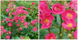 Oso Easy Peasy Rose - Outdoor Living - Gardening - 4" Pot  - C2 - $57.99