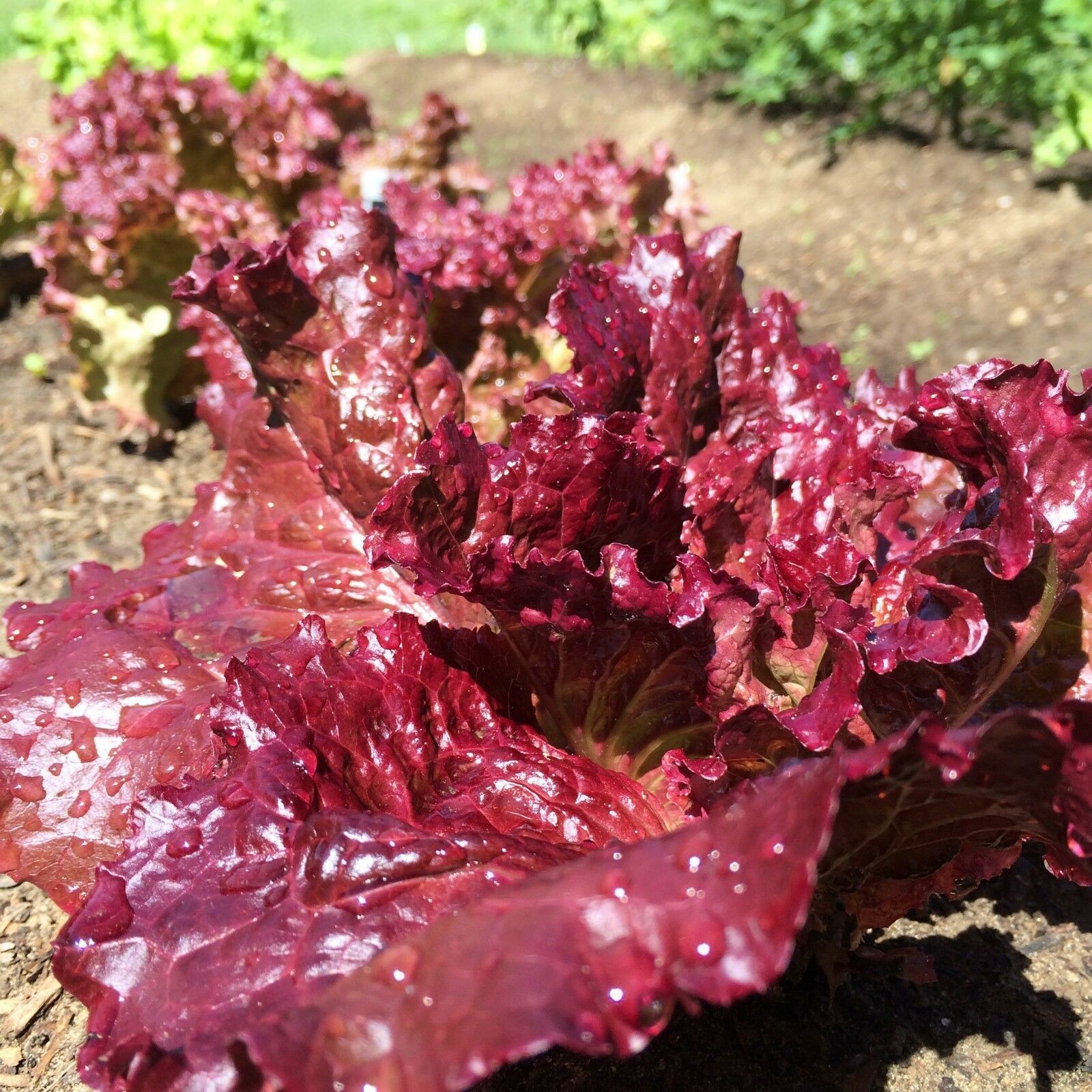 10k Seeds Ruby Leaf Lettuce Seeds Deep Red Summer Salad NON-GMO ...