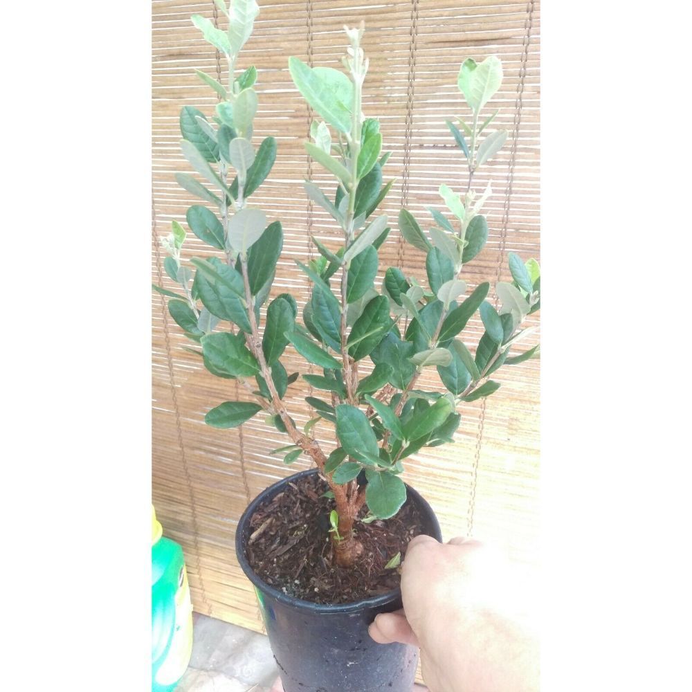 Pineapple Guava (Feijoa sellowiana 'Nazemetz') Tropical Fruit Trees 