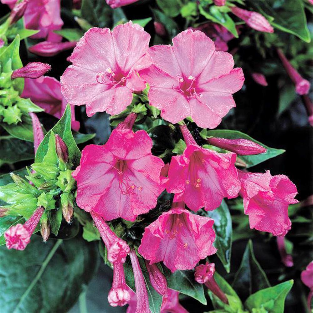 Four O'clock, Pink Trumpet Seed, 100 Seeds Organic, Vivid Pink Flower