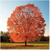 best potting medium for sugar maple trees best potting medium for sugar maple trees