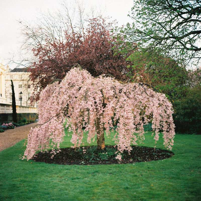 5 Dwarf Weeping Peach Cherry Tree Seeds Flowering Japanse Ornimental ...