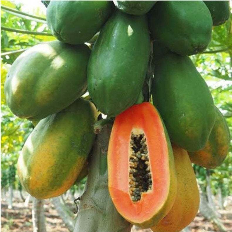 sri lanka hybrid papaya planting Seeds for home garden / pots and large