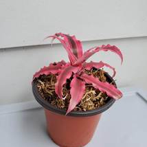 Cryptanthus Bivittatus "Red Star", Live Earth Star Bromeliad Plant in 3" pot image 3