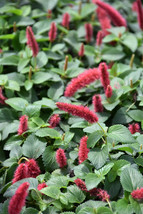 Fire Tail Or Cat Tail Summer Love Aka Acalypha Pendula Chenille Plant - $52.99