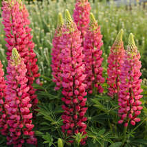 75 Seeds Lupine Popsicle Red Buy Flower Lupine Seeds - Garden & Outdoor Living - $49.99