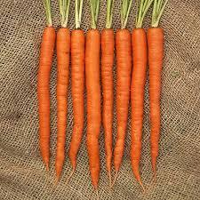 Primary image for Non-GMO Imperator Carrot 150 Seeds