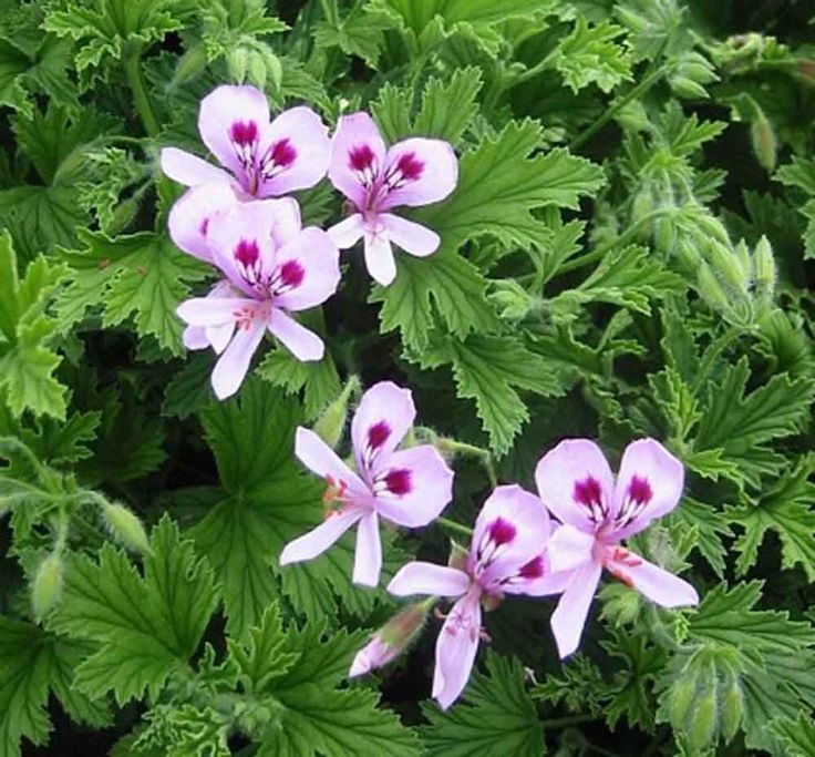 2 Live Plants - Citronella Geranium - And 24 Similar Items