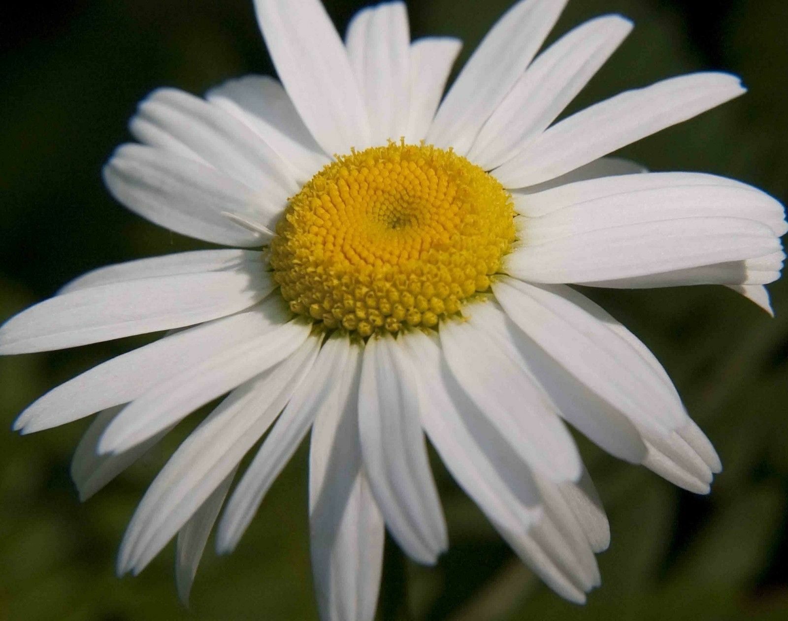190 Seeds Perennial White OxEye Oxeye Daisies Flower Seeds
