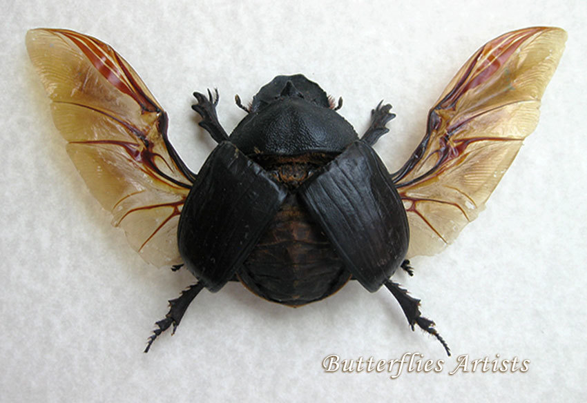 Real Elephant Dung Beetle Specimen (Heliocopris Dominus) - Framed Taxidermy Insect Collection - View #7