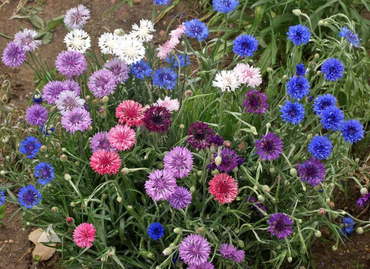 500 Cornflower Tall Mix (Centaurea cyanus) seeds Colorful CombSH M33