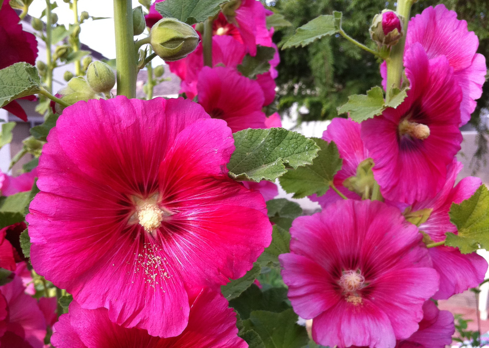 30 Organic Deep Pink Hollyhock Edible Flower Seeds Seeds