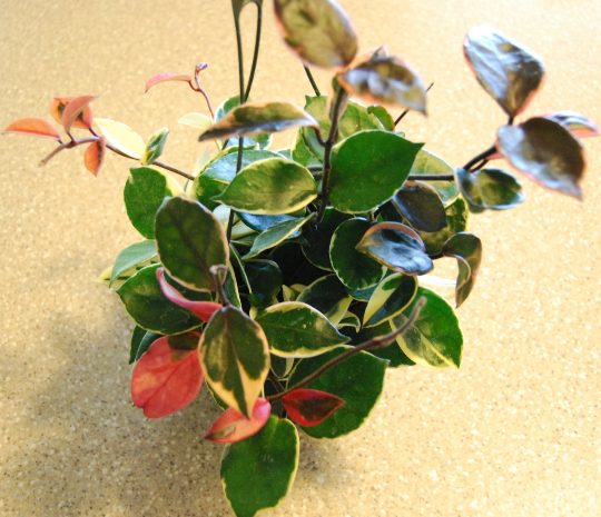 Hoya Carnosa Tri Color Wax Succulent Unique Plant - Fresh Cutting