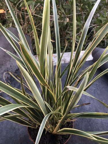 Live 1-gallon Plant Phormium tenax cv Variegatum - New Zealand Flax ...