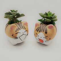 Echeveria Succulents in Laughing Cat Planters, Live Plants in 2.5" Kitten Pots image 3