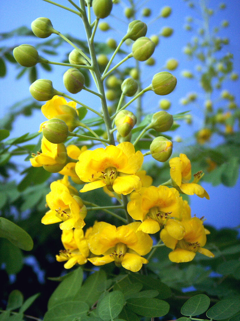 Primary image for Caesalpinia mexicana YELLOW flowering Dwarf Poinciana Mexican Holdback -10 seeds