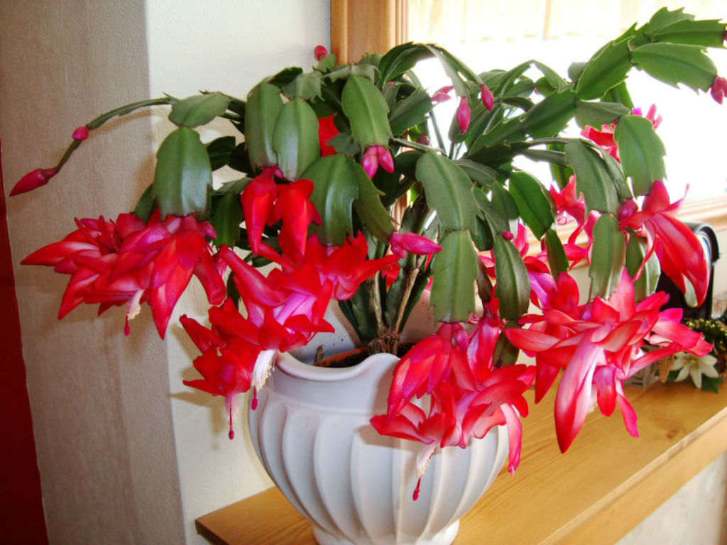Christmas Zygo Cactus Schlumbergera truncata and 50 similar items