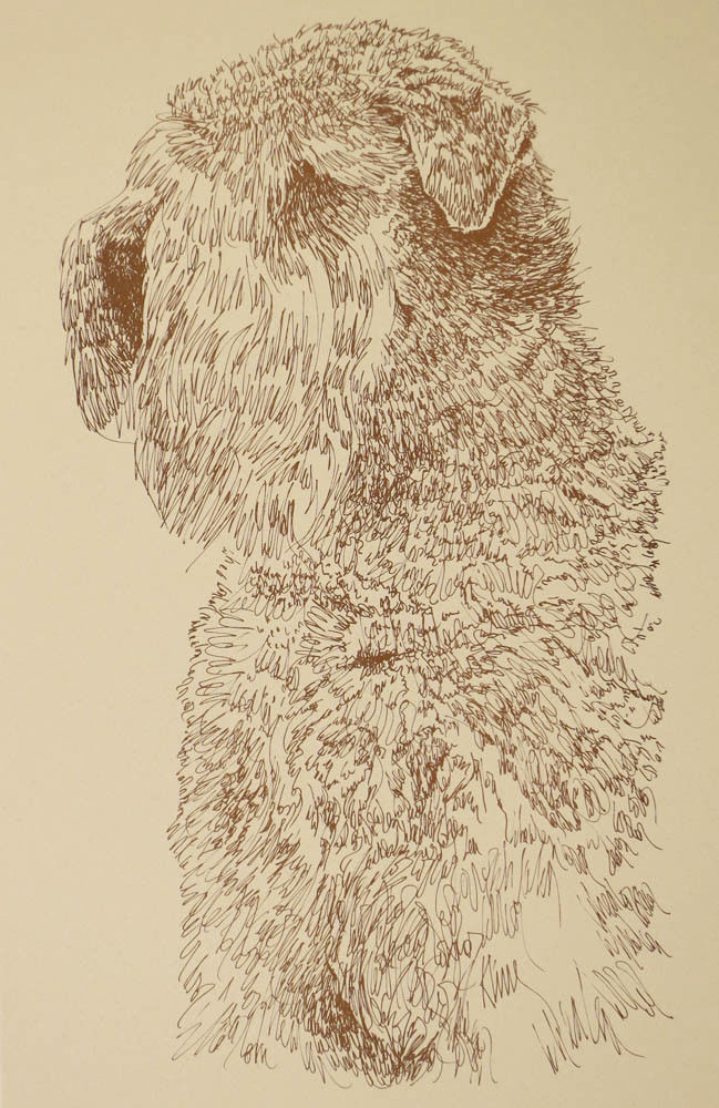 SOFT COATED WHEATEN TERRIER DOG ART Kline Drawing #30
