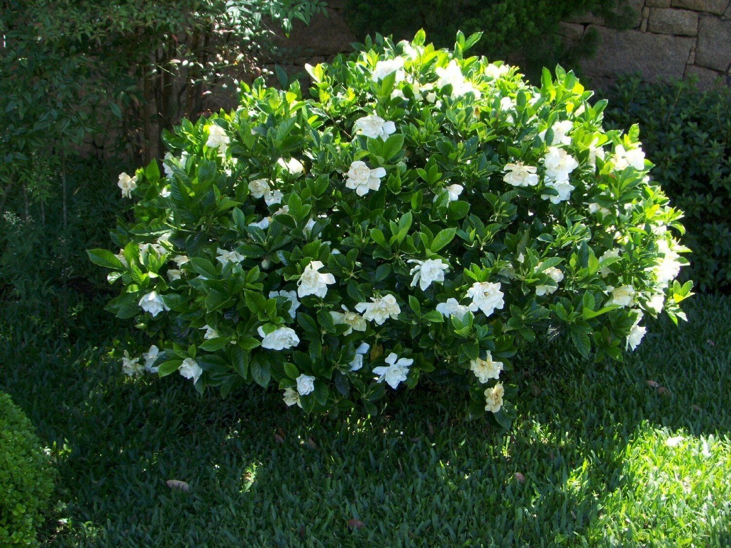 Gardenia Belmont 60 Live Plants Fragrant Flowers Ornamental Shrub