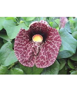 Dutchman&#39;s pipe, Calico flower - Aristolochia littoralis x 10 seeds - $5.49