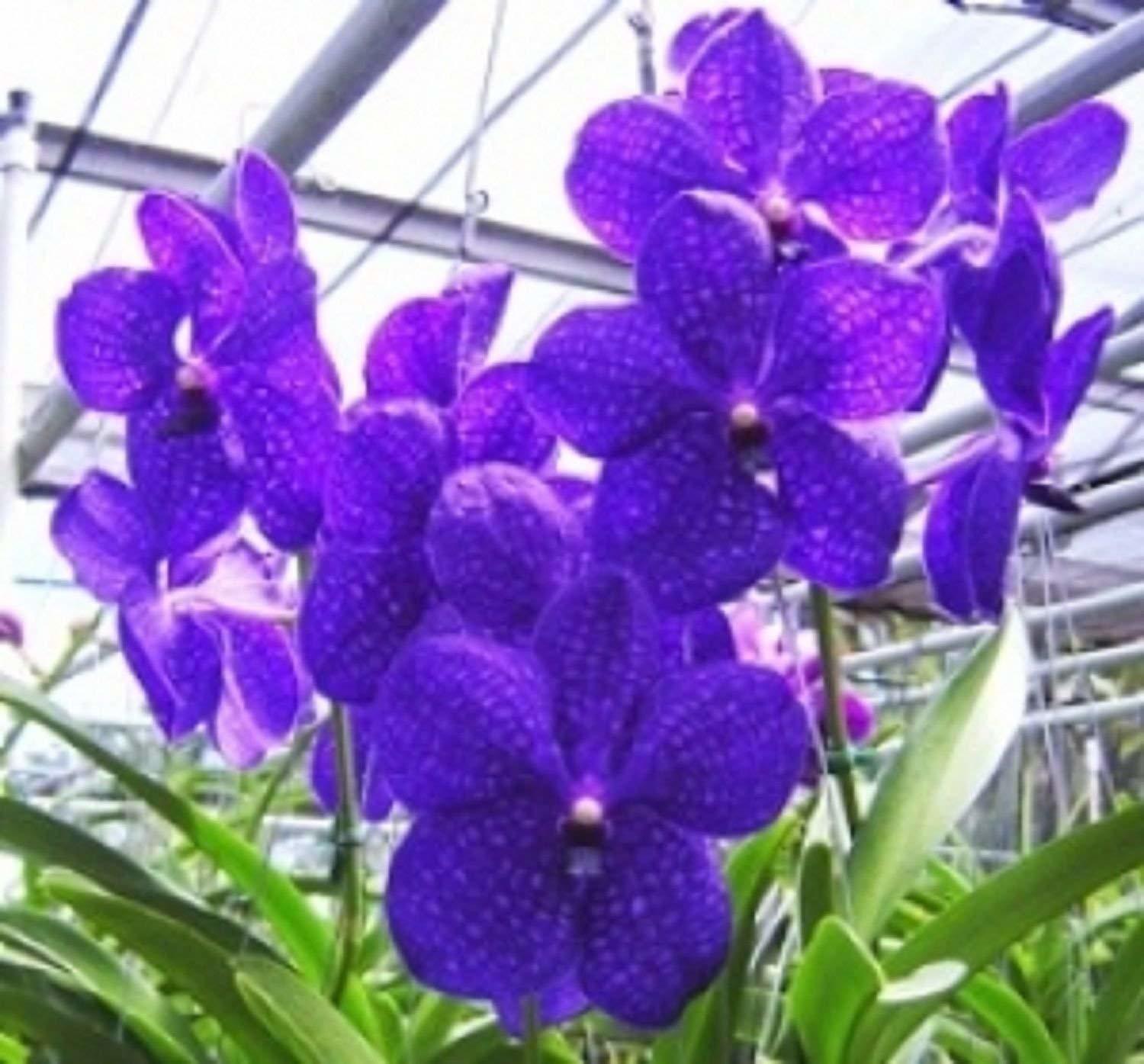 Strap Leaf Vanda Orchid Hawaiian Starter Plant 2" Pot Other Plants