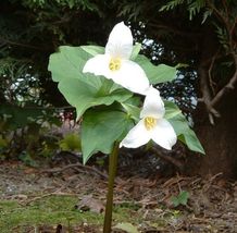 White Trillium 10 bulbs image 2