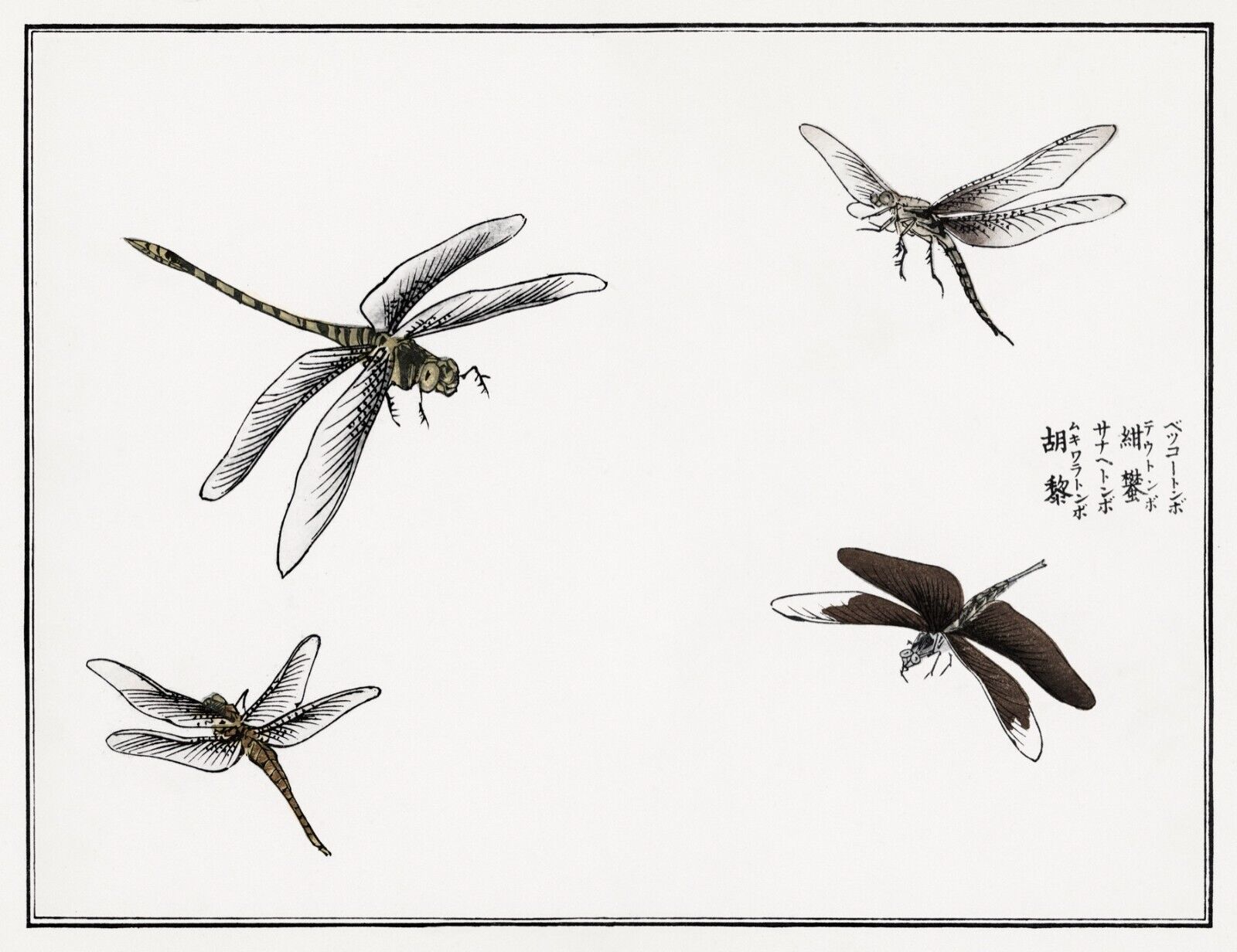 10061.Decor Poster.Room home wall.1910 Japan print.Morimoto Toko art.Dragonflies