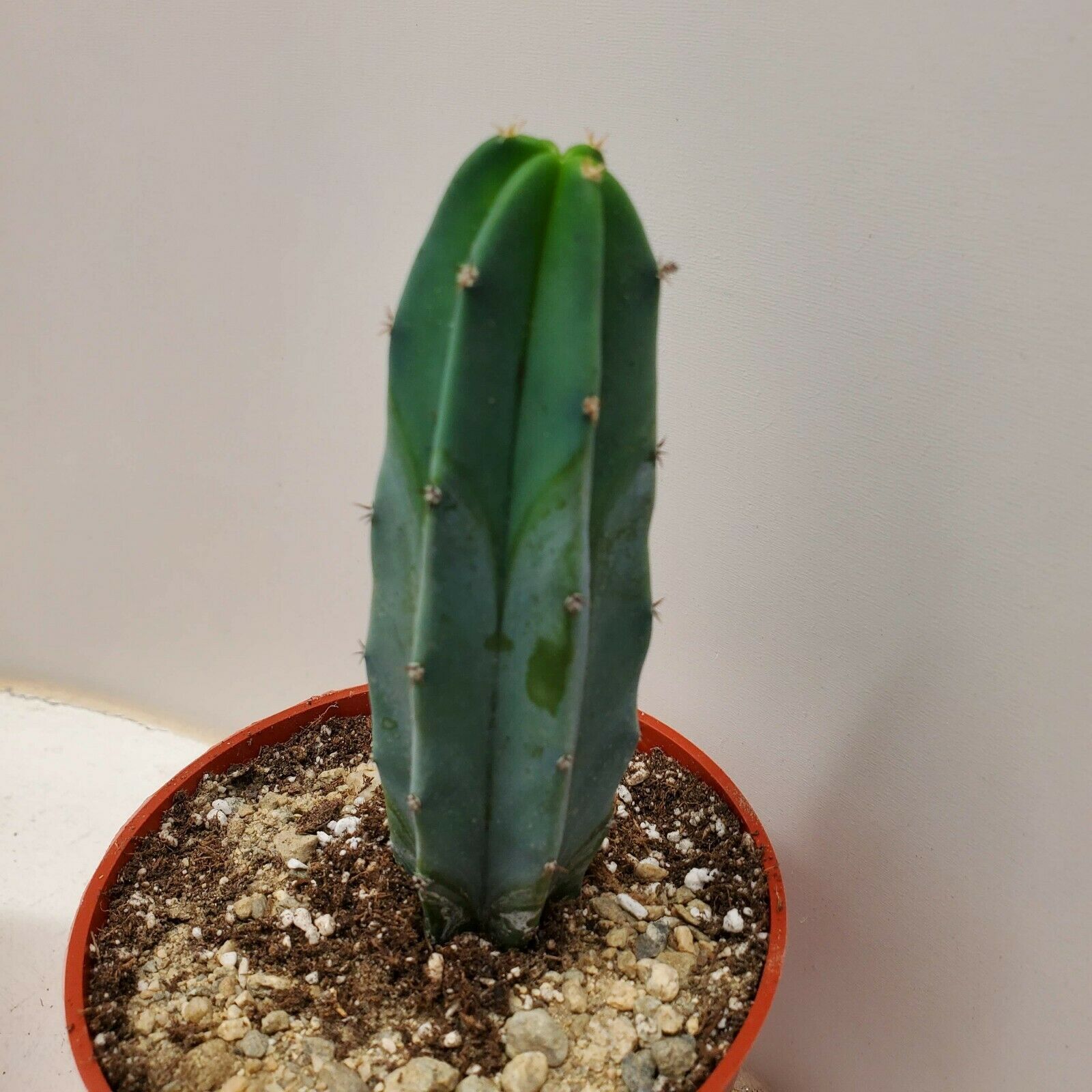 Myrtillocactus geometrizans "blue candle" cactus cacti succulent plant Annual & Biennial Seeds