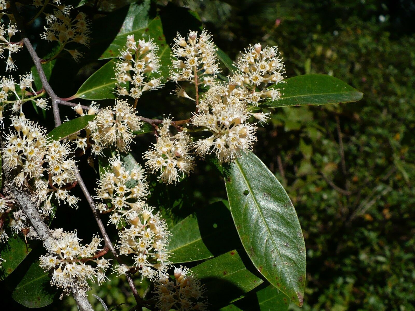 10 Seeds Carolina Laurelcherry Prunus Caroliniana - Seeds & Bulbs