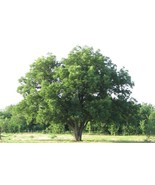 Pecan Tree seedling, 2 year old healthy 18-24 inches tall seedling - SALE! - $29.65