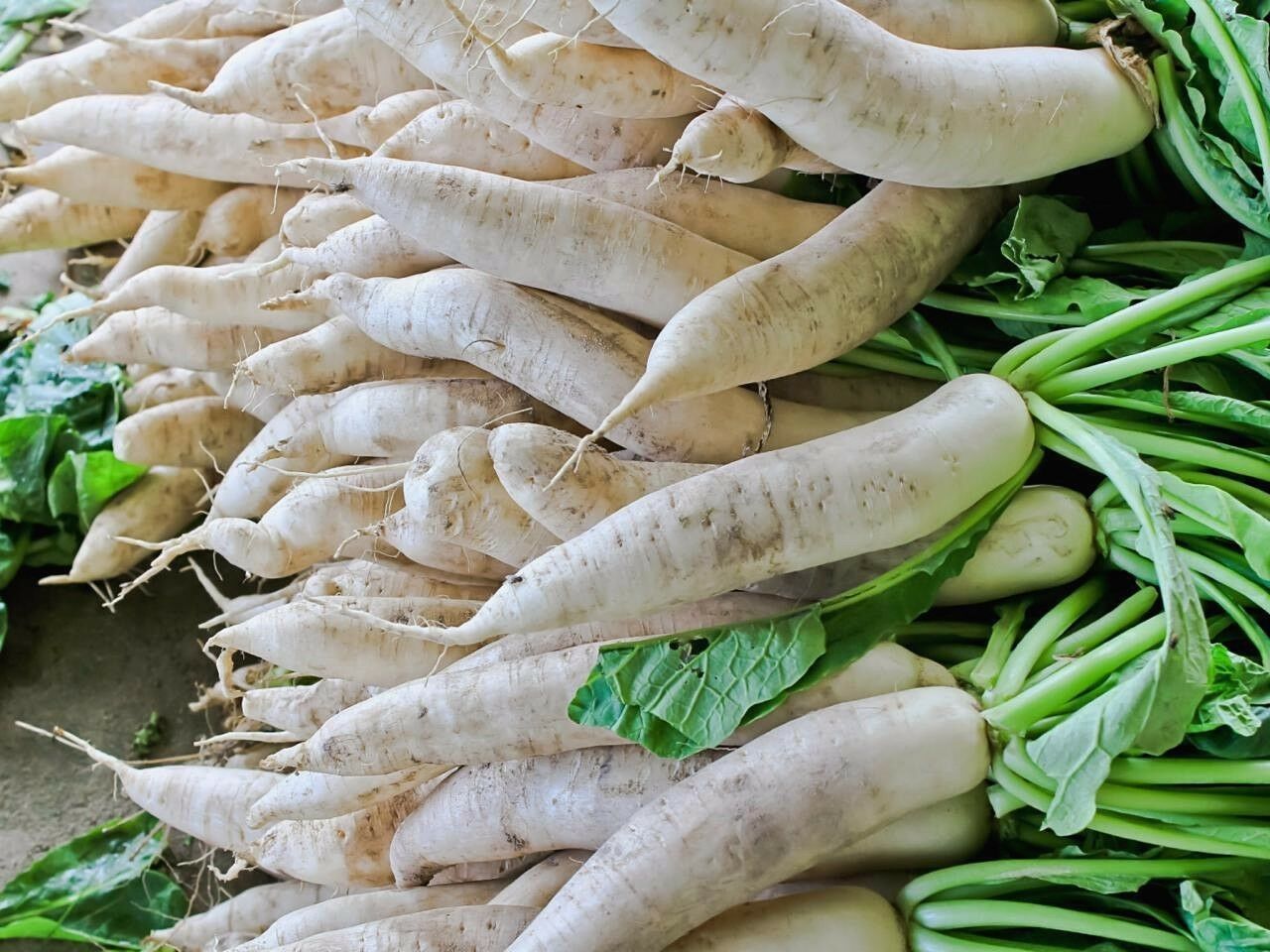 Daikon Radish, Deer Food Plot, Extremely Large Radish, Japanese