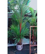 Cyrtostachys Renda Lipstick Palm. Free Phytosanitary - $113.00
