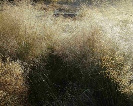 Eragrostis Trichoides (Sand Lovegrass) 50 seeds - $1.22